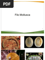 Filo Mollusca - aula