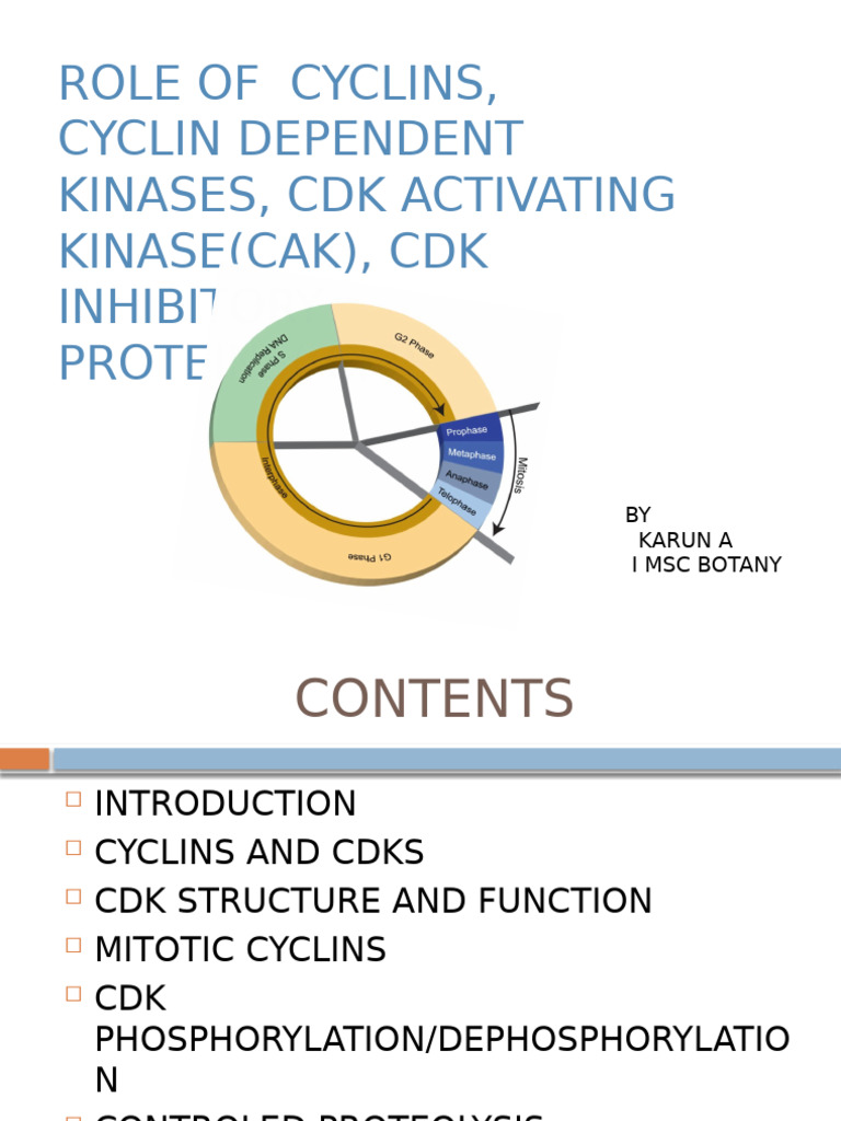 Cyclins and CDKs in Cell Cycle Regulation | PDF | Cell Cycle ...