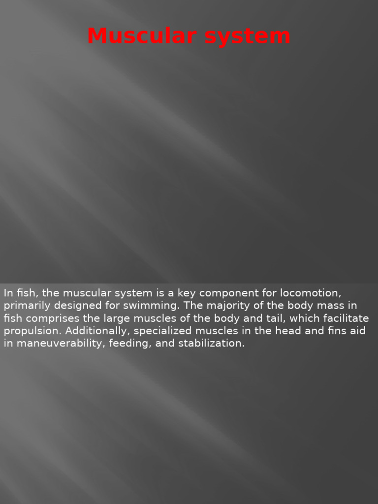 Fish Muscular System Overview | PDF | Skeletal Muscle | Fish