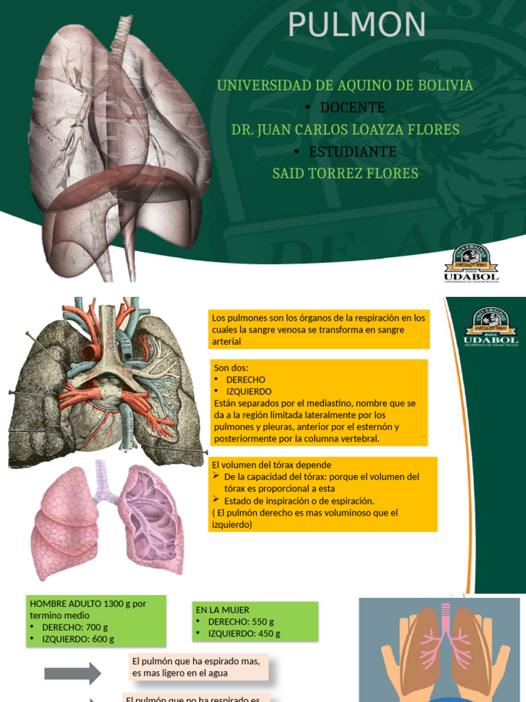 Anatomía y Función de los Pulmones | PDF | Pulmón | Tórax (anatomía humana)