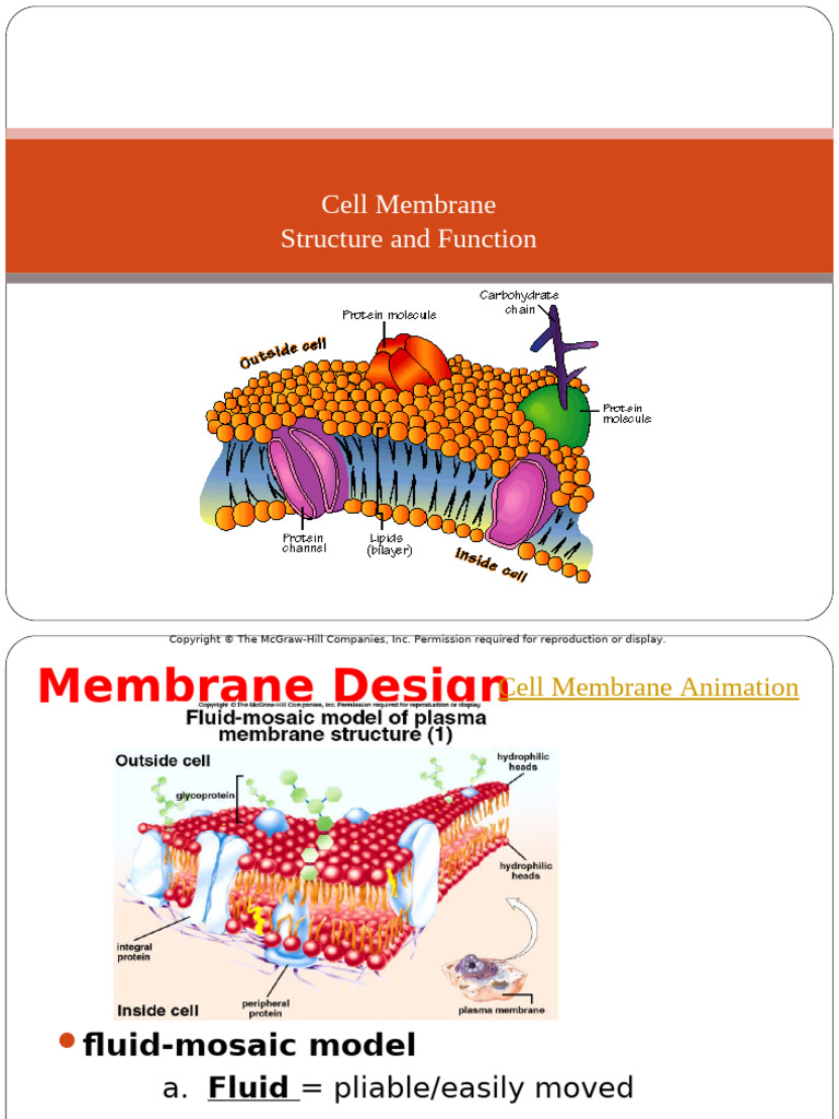 Cell Membrane Structure | PDF | Cell Membrane | Phospholipid