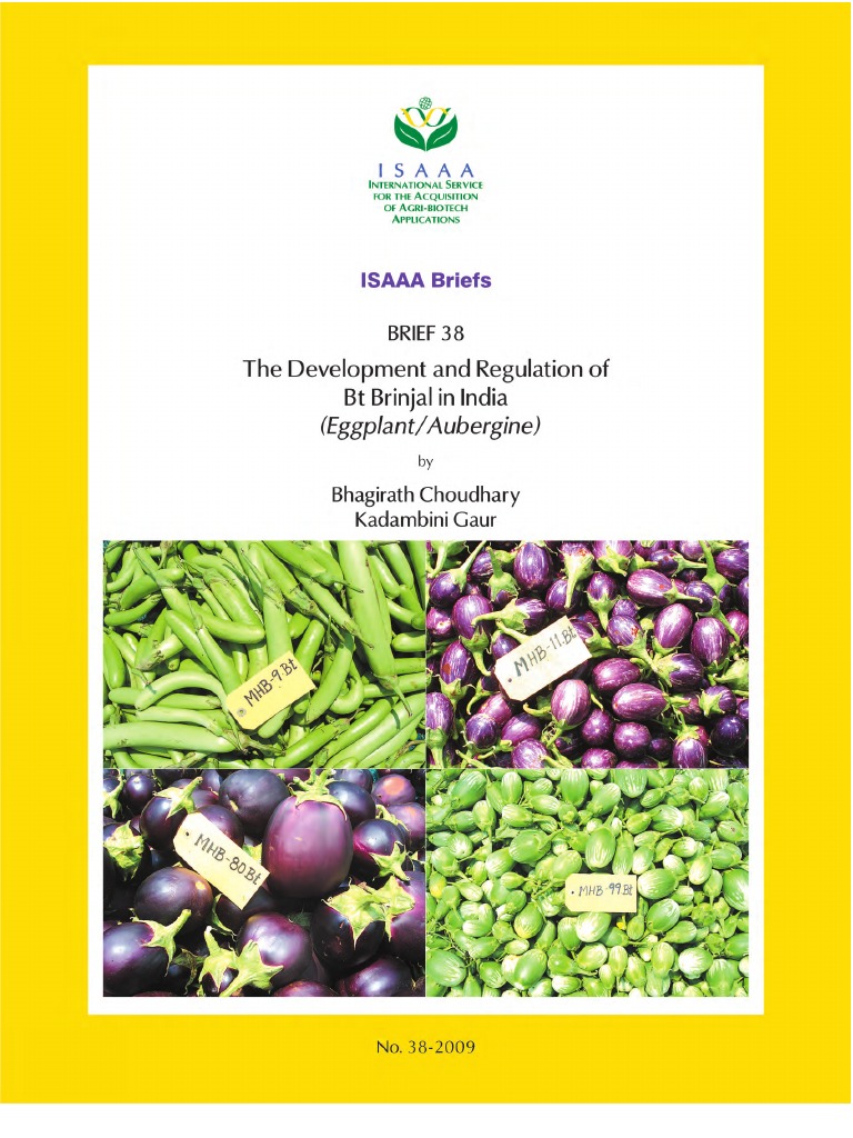 brinjal2 Eggplant Modified Crops