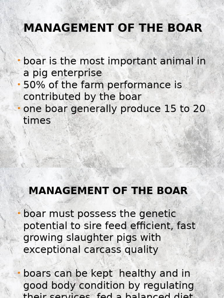 Boar Management and Breeding Practices | PDF | Wild Boar | Pig