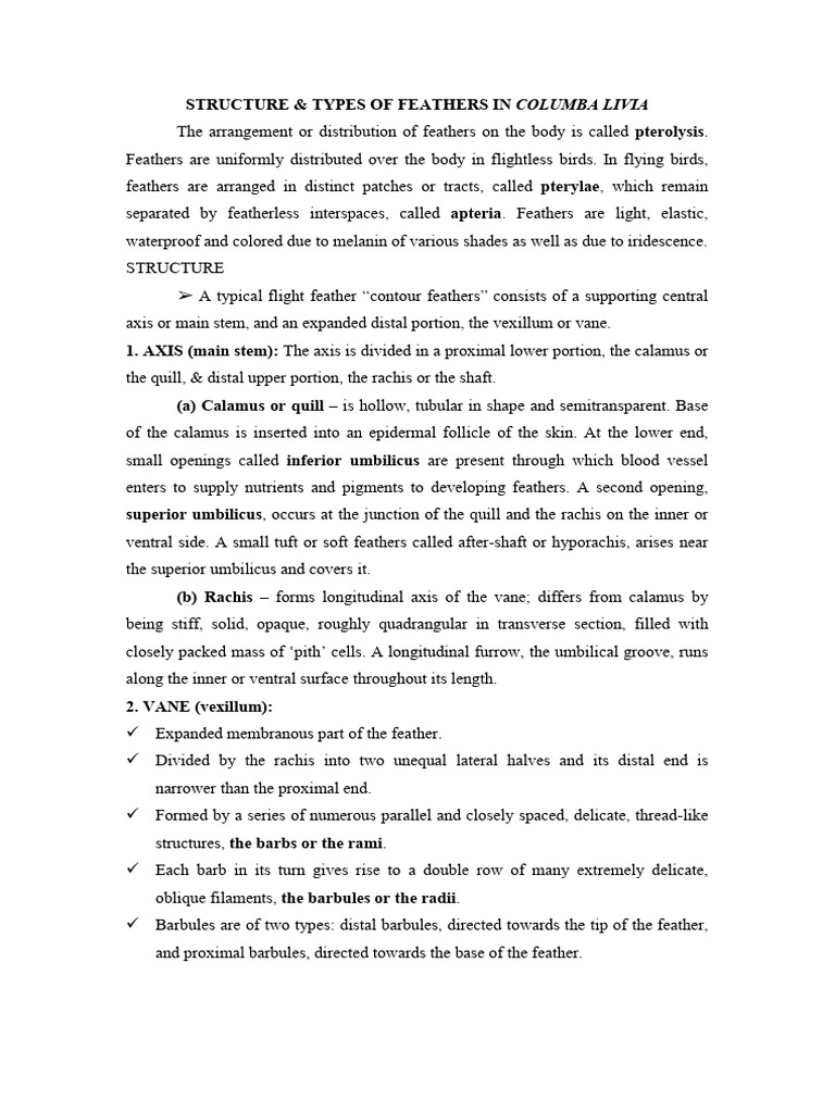 Types and Functions of Pigeon Feathers | PDF | Feather | Birds