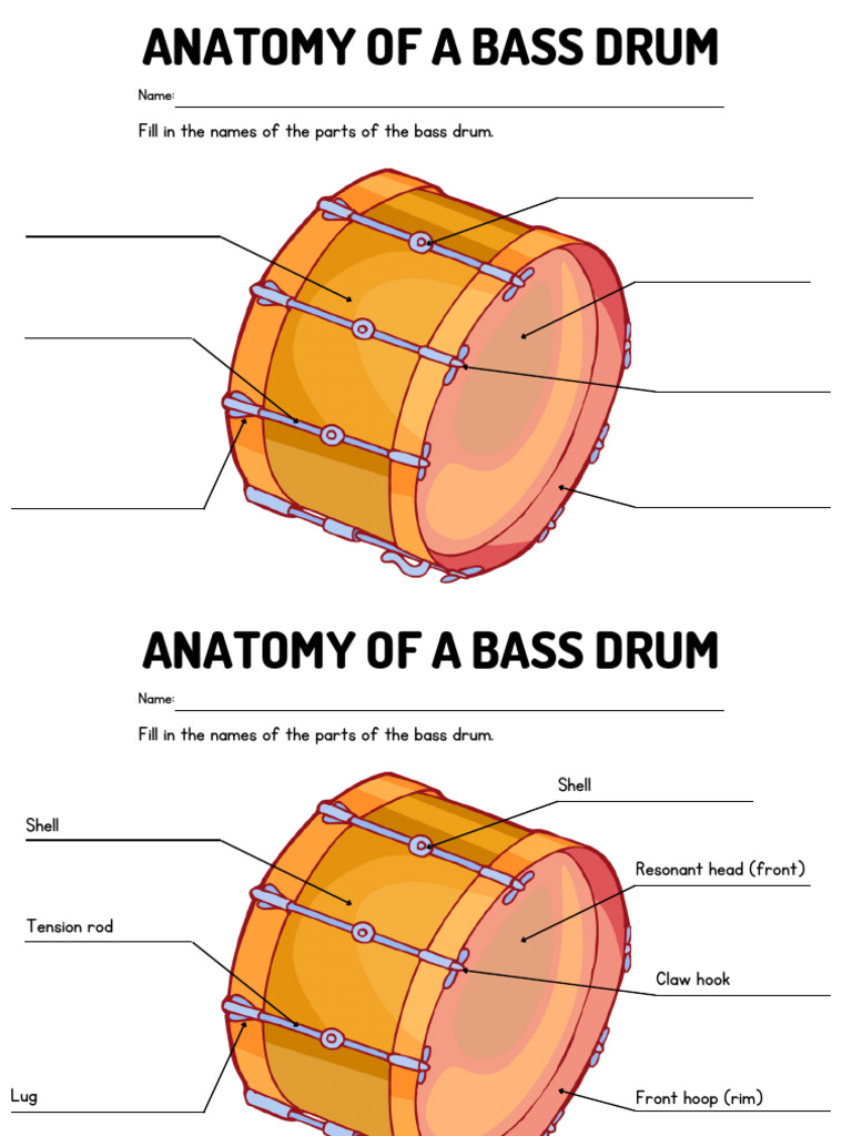 Anatomy of a Brass Drum Worksheet | PDF