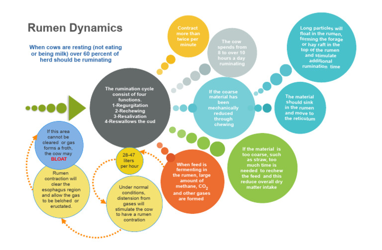 Rumen Dynamics | PDF | Ruminant