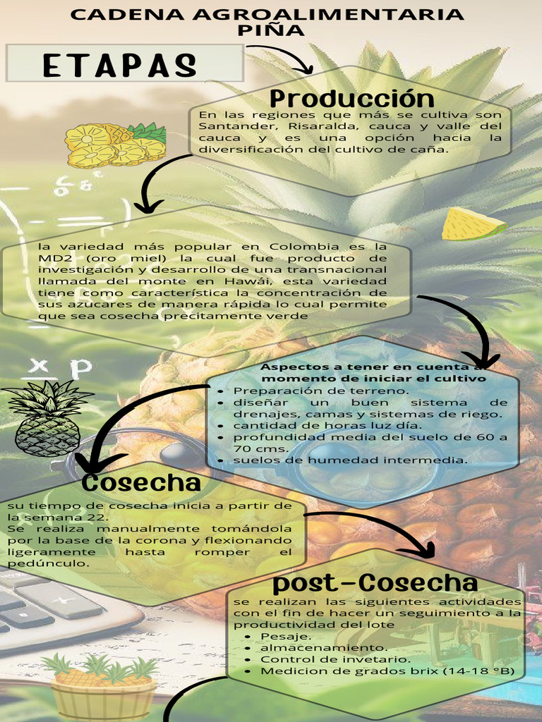 Infografia de La Piña | PDF | Piña | Agricultura