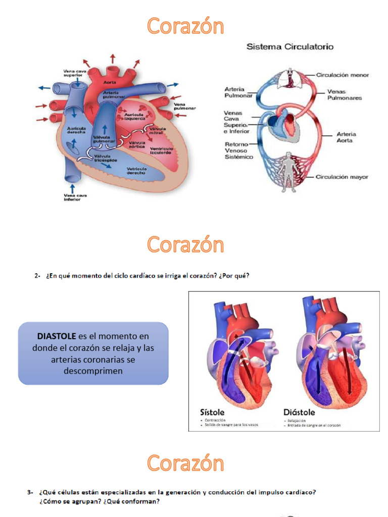 Corazon | PDF | Corazón | Ventrículo (corazón)