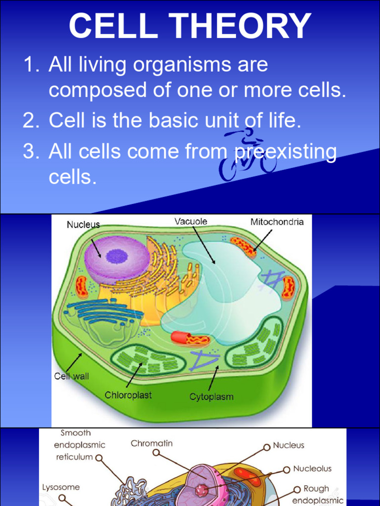 Cell Structure and Functions | PDF | Cell (Biology) | Endoplasmic Reticulum