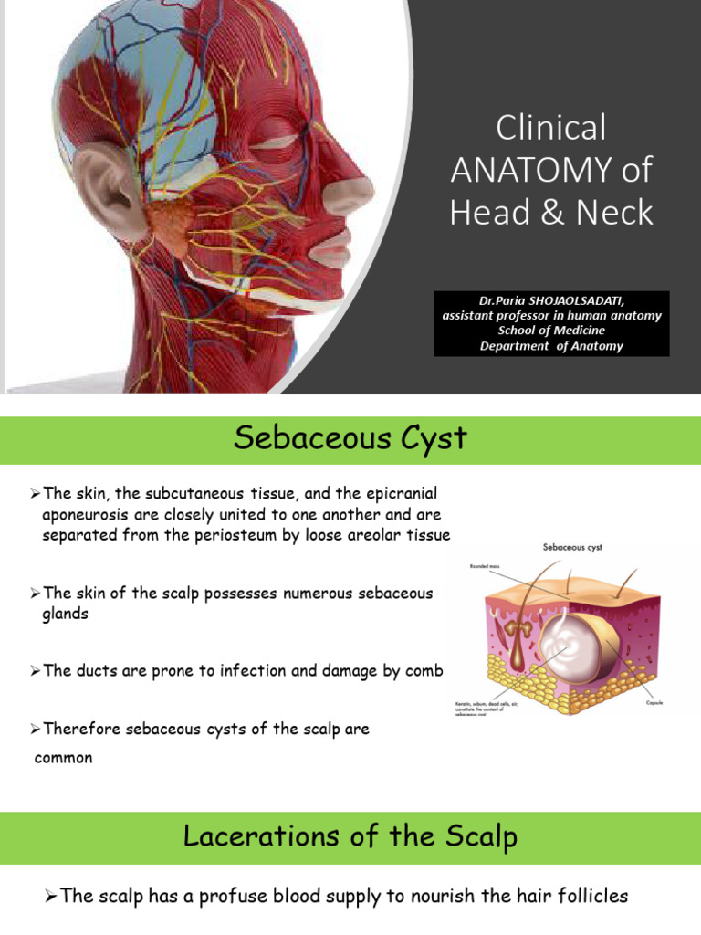 Clinical Anatomy: Head & Neck Insights | PDF | Human Nose | Human Anatomy