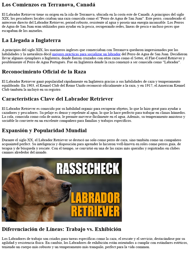 Origen y características del Labrador | PDF | Labrador retriever ...