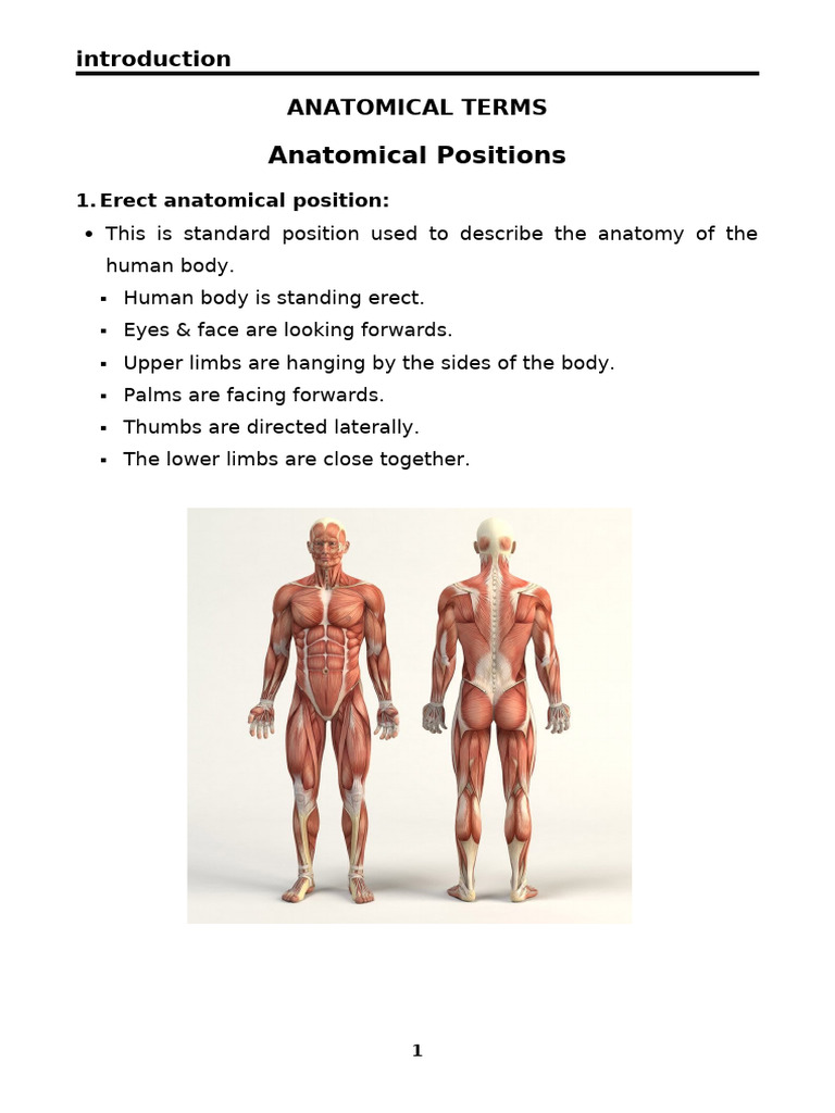 Erect Anatomical Position Overview | PDF | Bone | Cartilage