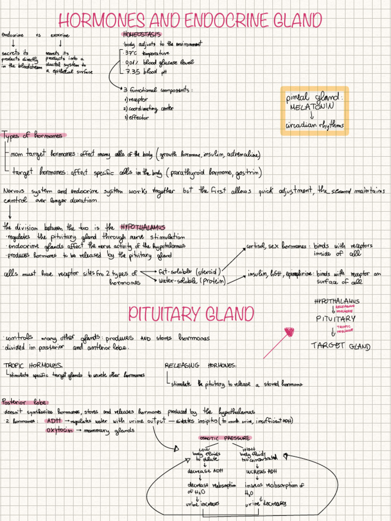 Hormones and Endocrine System Overview | PDF | Endocrine System | Thyroid