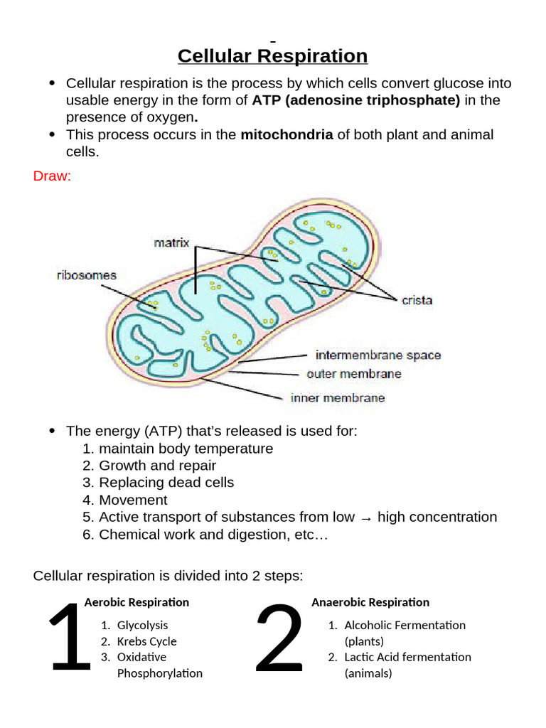 Cellular Respiration: Aerobic vs Anaerobic | PDF | Cellular Respiration ...