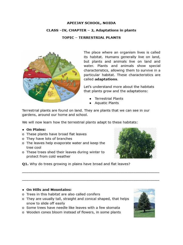 Class 4 Ch-2 WS Terrestial PLants | PDF | Trees | Plants