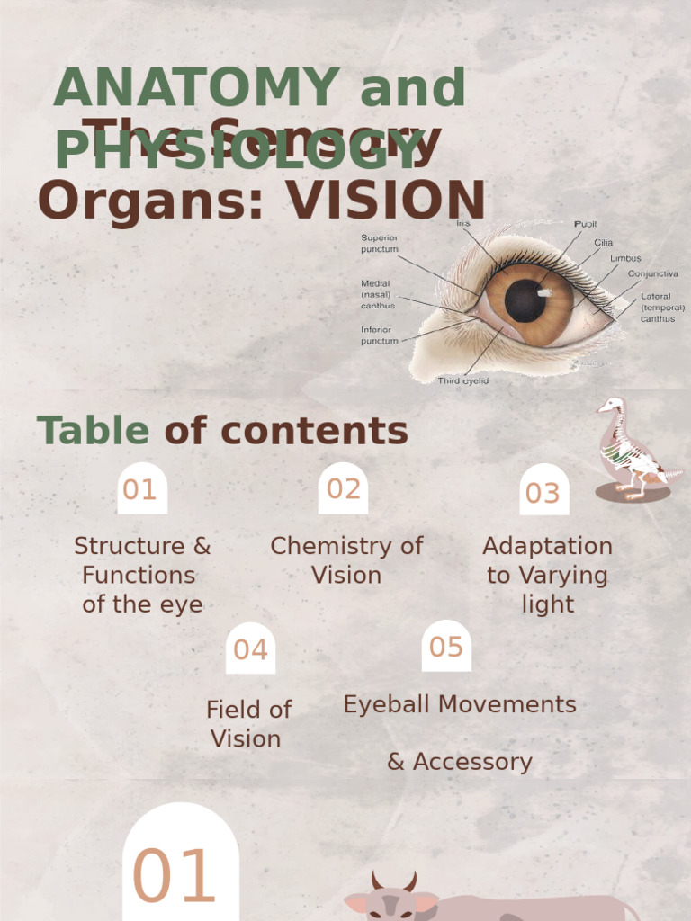Anatomy and Physiology of the Eye | PDF | Human Eye | Cornea
