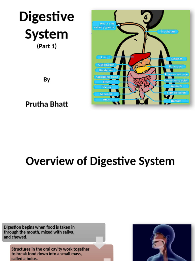 Overview of the Digestive System | PDF | Stomach | Human Digestive System