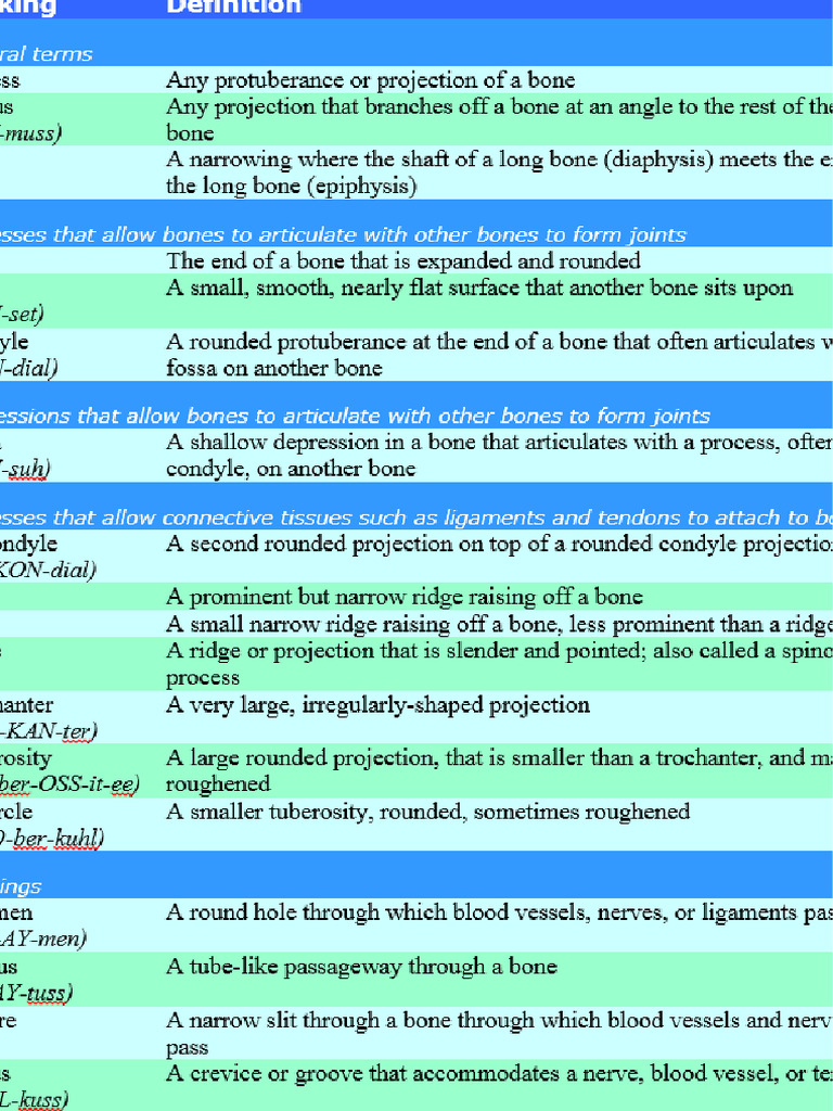 Bone Markings Categories1 | PDF