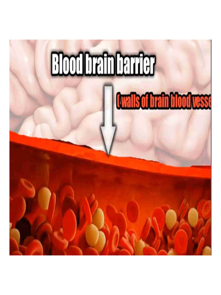 Blood Brain Barrier | PDF