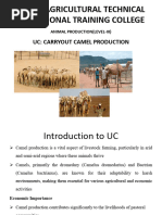 Dairy Module Breeds and Selection | PDF | Dairy Cattle | Cattle