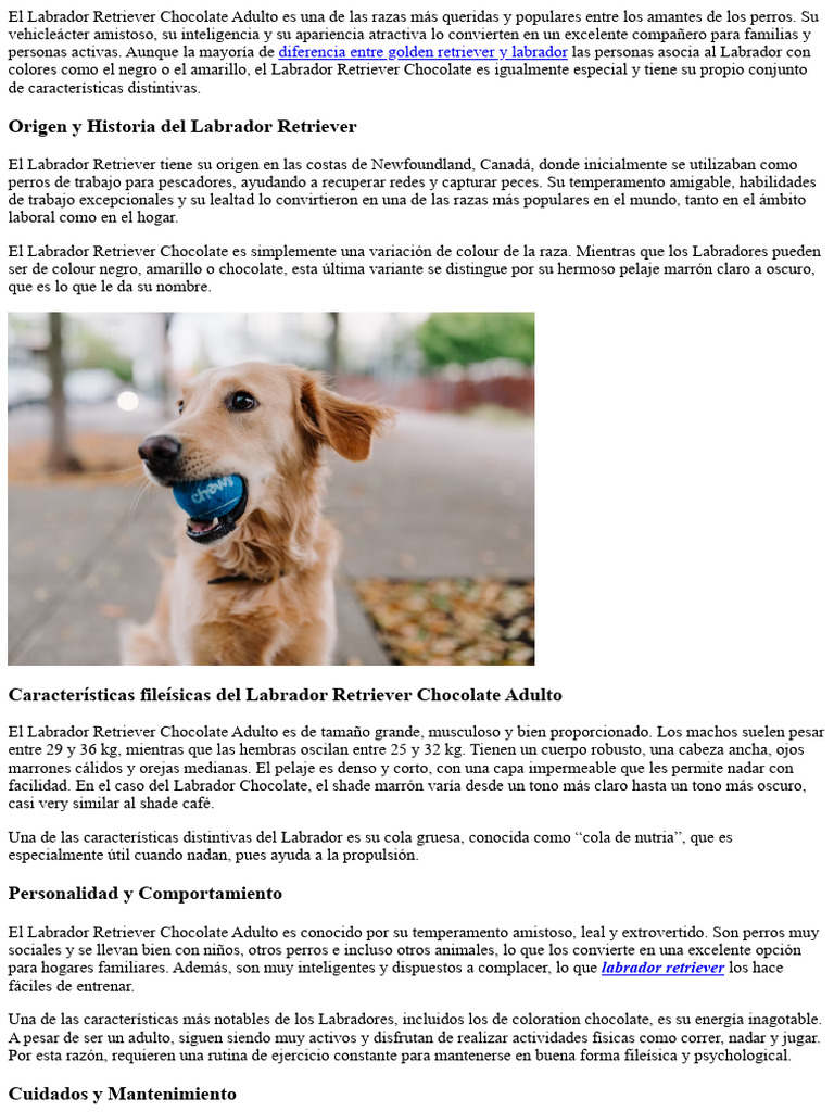 Características del Labrador Chocolate | PDF | Labrador retriever ...