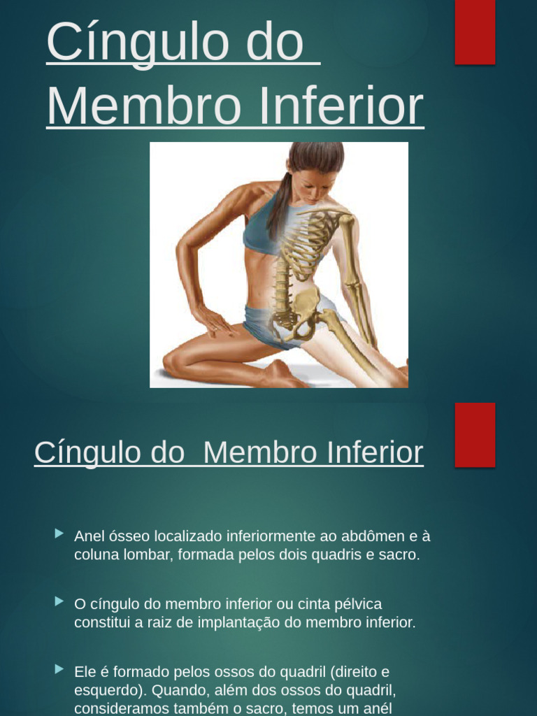 Anatomia do Cíngulo do Membro Inferior | PDF | Pélvis | Quadril