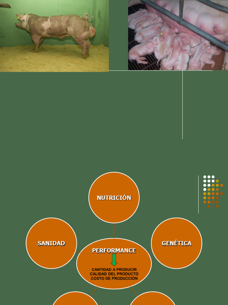 Alimentación Del Cerdo | PDF | Cereales | Alimentos