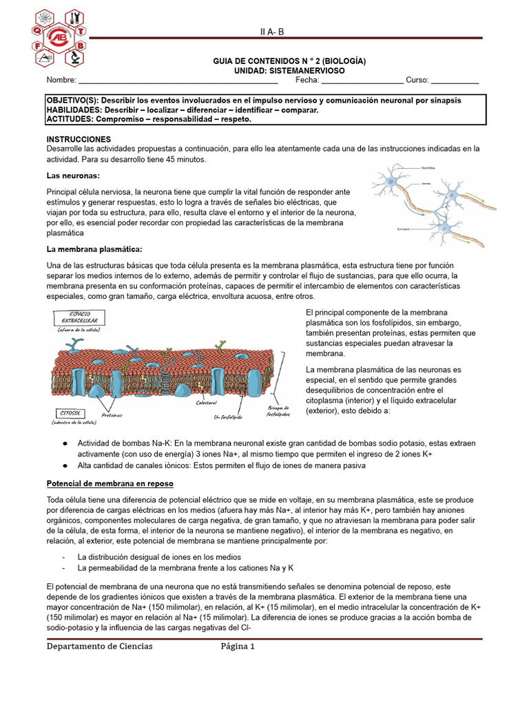 Guía Sinapsis | PDF | Sinapsis | Potencial de acción