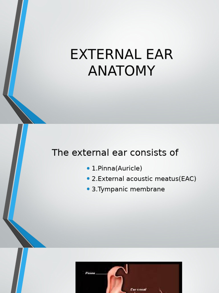 External Anatomy of Ear. | PDF
