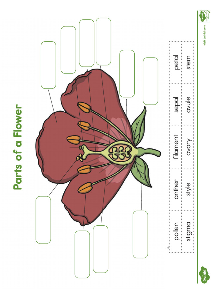 Parts of A Flower | PDF