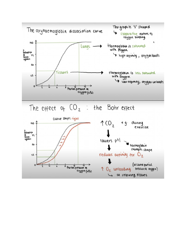 Bio HL Oxygen Disasscosiation Curve | PDF