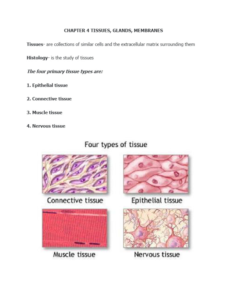 Overview of Human Tissue Types | PDF | Epithelium | Tissue (Biology)