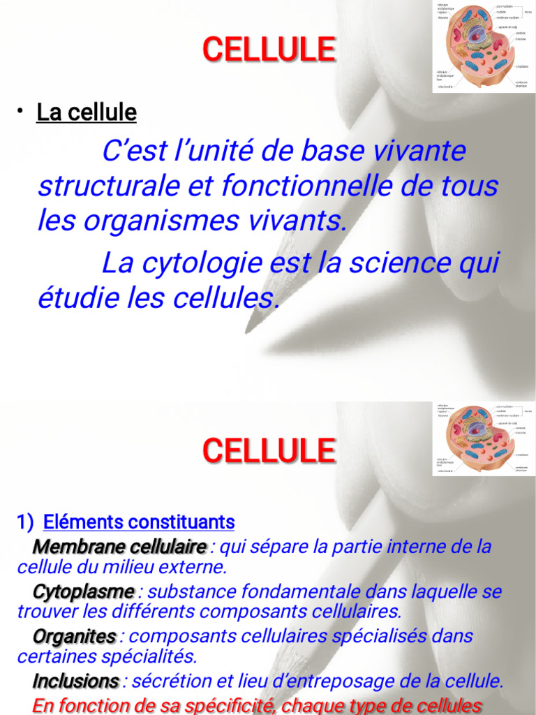 Anatomie de la cellule et organites | PDF | Cytoplasme | Réticulum ...