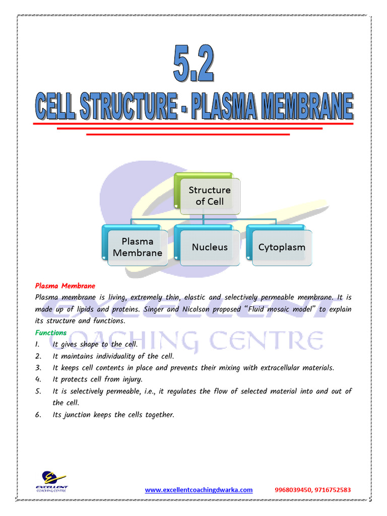 Understanding Plasma Membrane Functions | PDF | Osmosis | Cell Membrane
