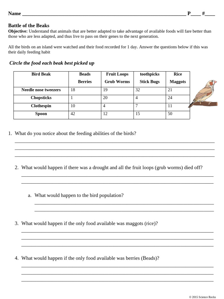 Battle of The Beaks. Student Absent | PDF | Foods | Zoology