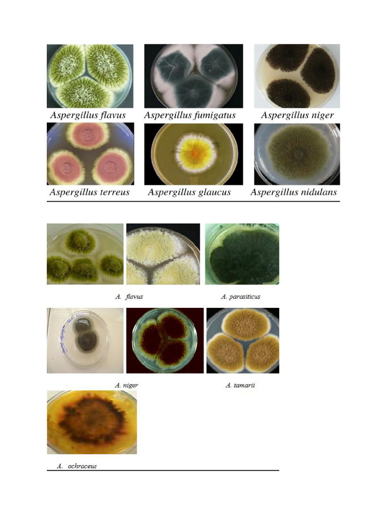 Mycology Pictures PDF | PDF