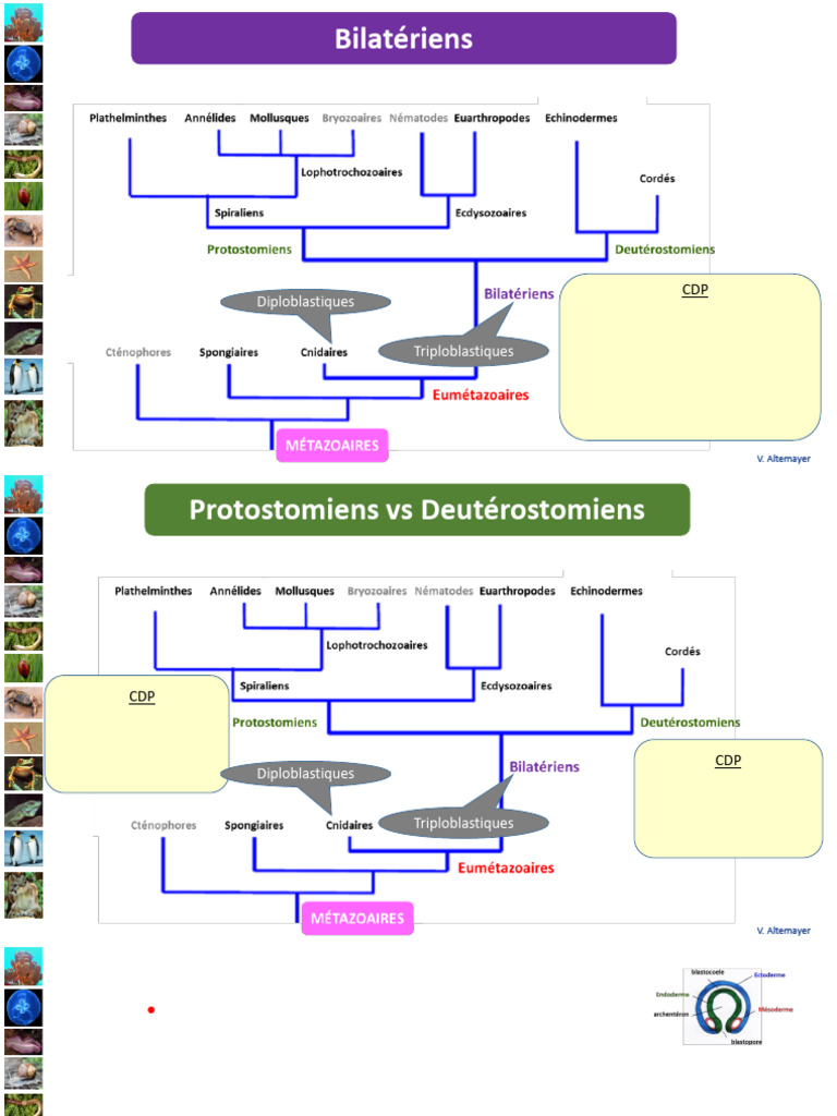 Plathelminthes : Caractéristiques et Exemples | PDF | Protostomia ...
