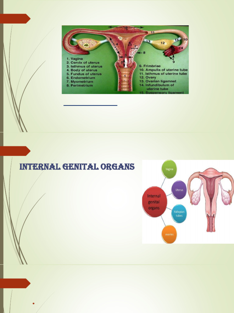 Overview of Female Internal Genital Organs | PDF | Uterus | Ovary