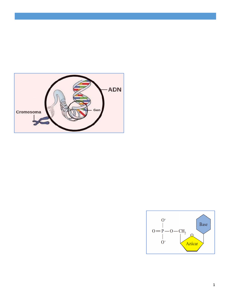 Estructura y Función de Ácidos Nucleicos | PDF | Rna | Adn