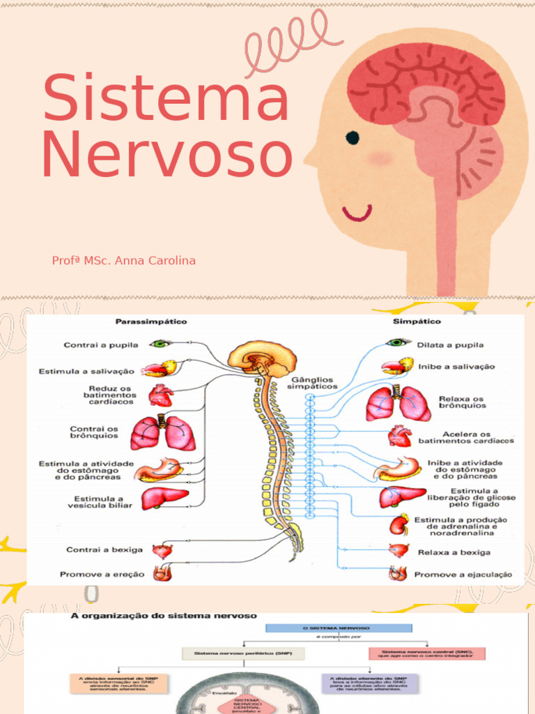 Estrutura e Função do Sistema Nervoso | PDF | Sinapse | Neurônio