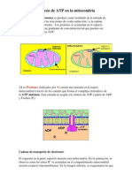 Síntesis ATP mitocondria: gradiente protones produce ATP