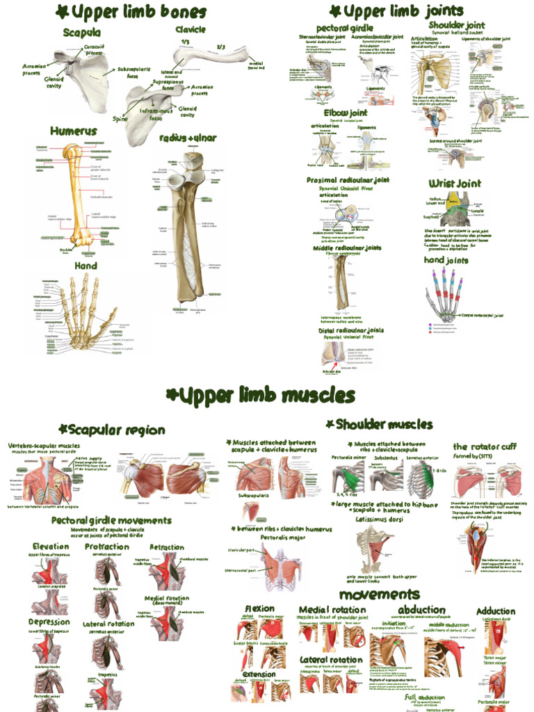 Upper Limb Collected ? | PDF