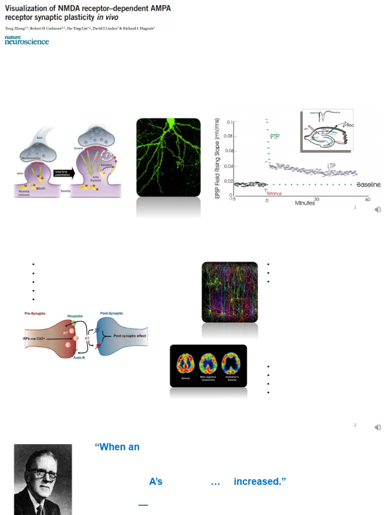 Lecture 4 Synaptic Plasticity-Full Lecture-Sectiona | PDF | Chemical ...