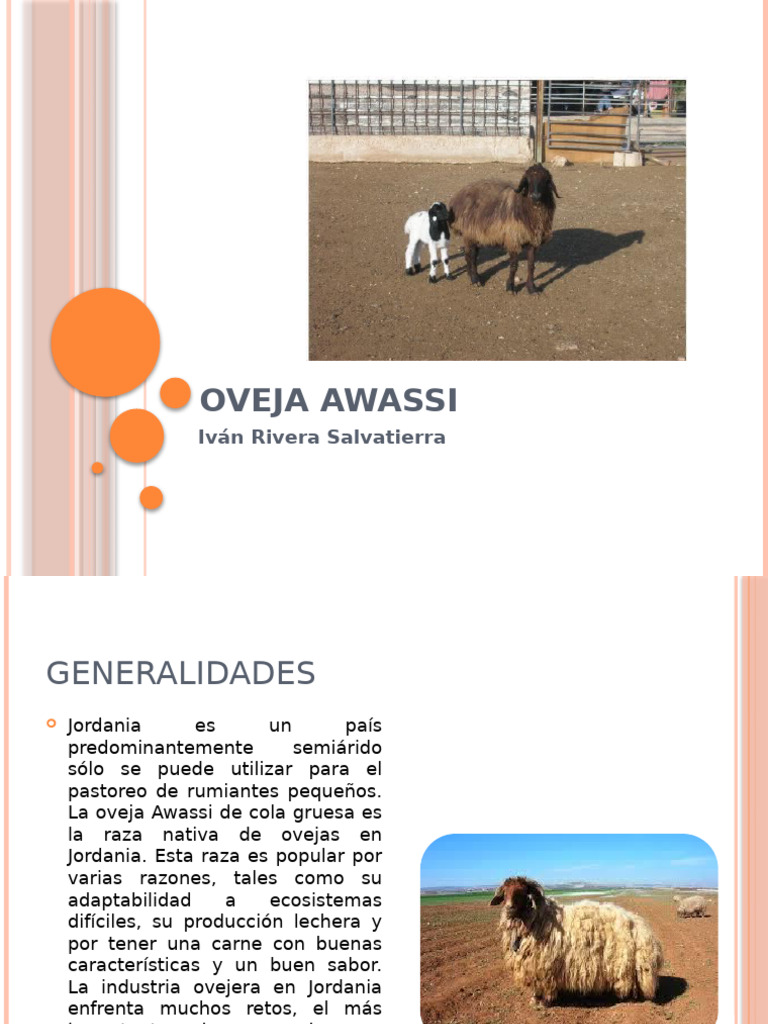 Características de la Oveja Awassi | PDF | Oveja | Pasto