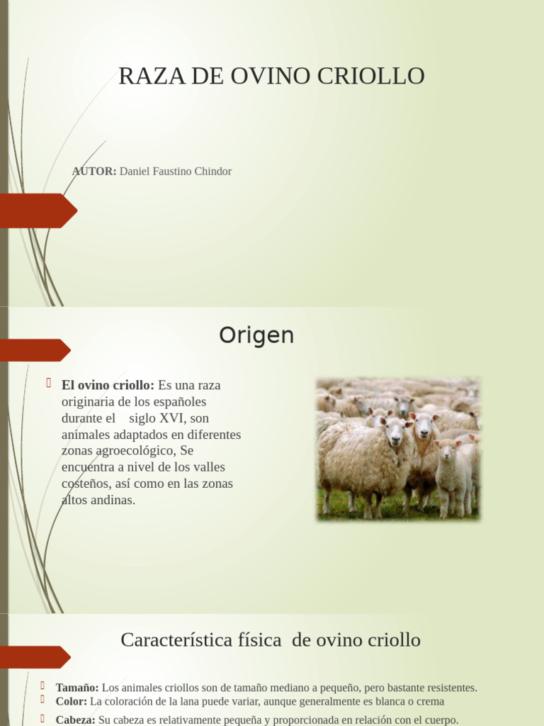 Características del Ovino Criollo | PDF | Oveja | Zoología