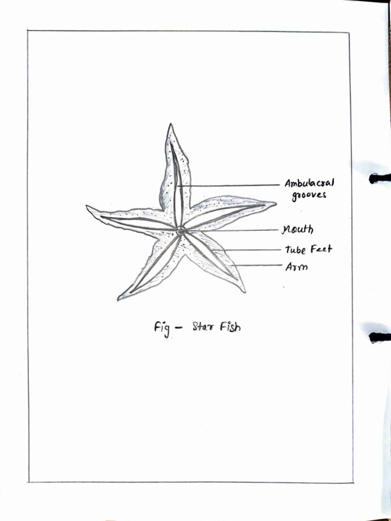 Ordinal Numbers in English – Rules, List, Usage & Examples intelligence overview