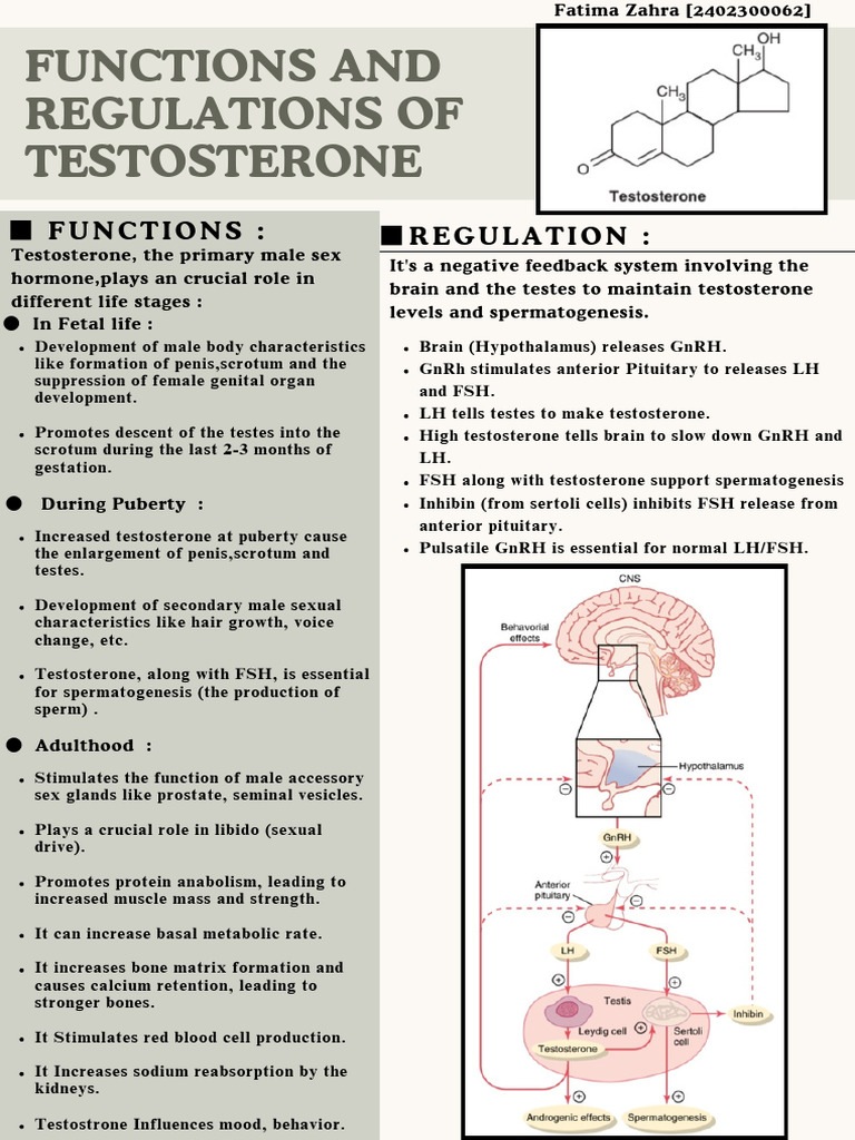 Functions and Regulations of Testosterone 20250505 203559 0000 | PDF