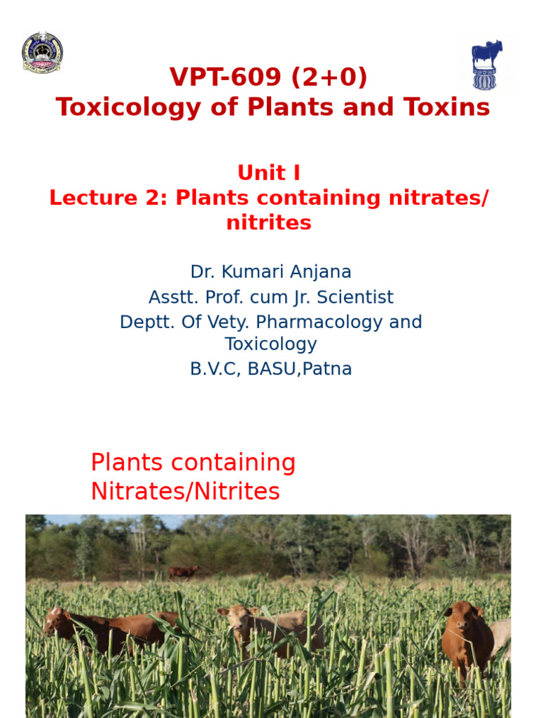 Nitrates and Nitrites in Plants | PDF | Nitrate | Nitrite