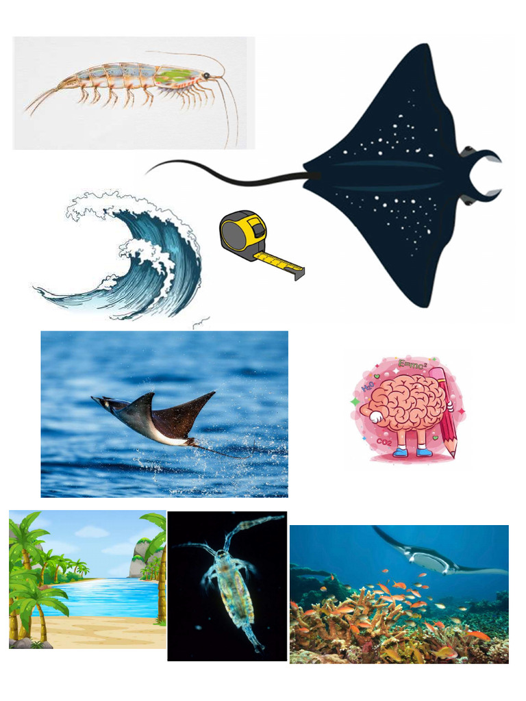 Mantarraya | PDF