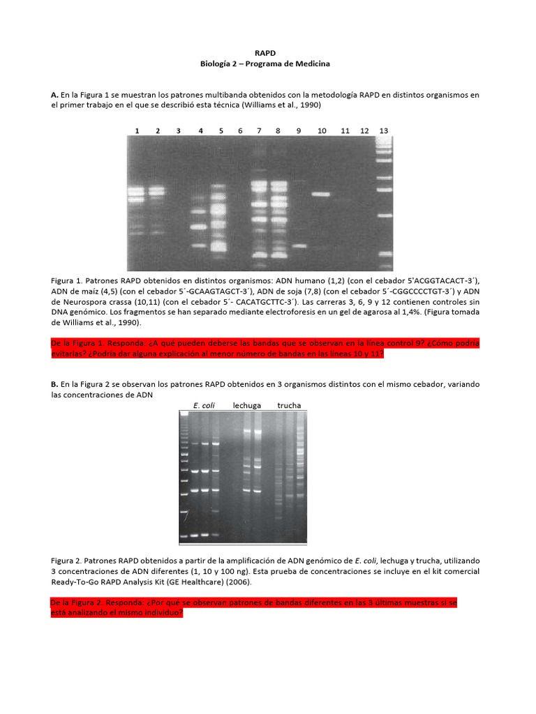 Análisis de Marcadores Moleculares RAPD | PDF | Primer (Biología ...